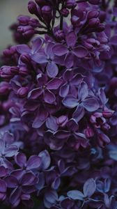 Preview wallpaper lilac, inflorescences, flowers, bush
