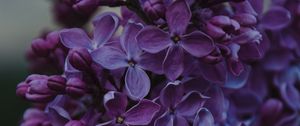 Preview wallpaper lilac, inflorescences, flowers, bush