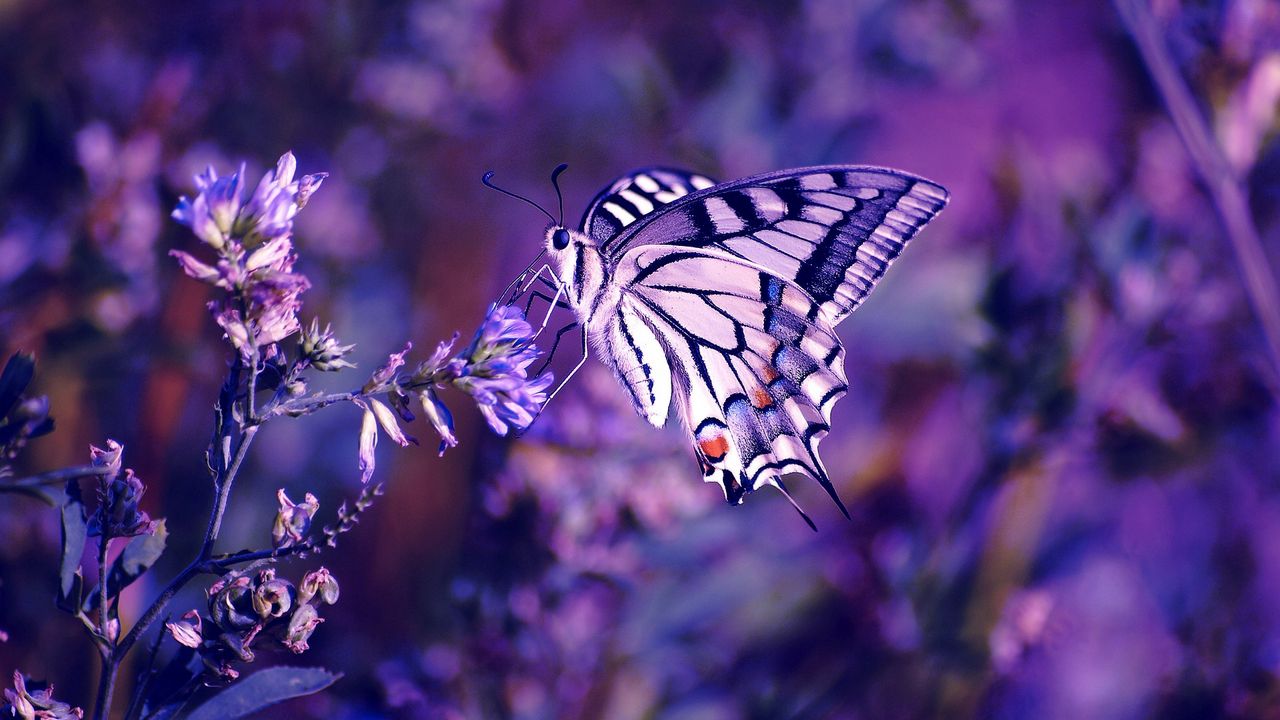 Wallpaper lilac, leaves, flowers, butterfly