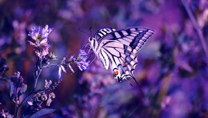 Preview wallpaper lilac, leaves, flowers, butterfly