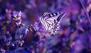 Preview wallpaper lilac, leaves, flowers, butterfly