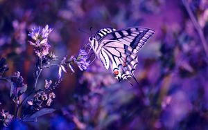 Preview wallpaper lilac, leaves, flowers, butterfly
