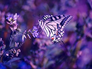 Preview wallpaper lilac, leaves, flowers, butterfly