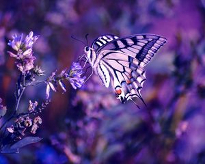 Preview wallpaper lilac, leaves, flowers, butterfly