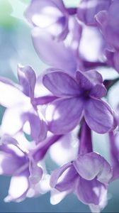 Preview wallpaper lilac, macro, petals, blur
