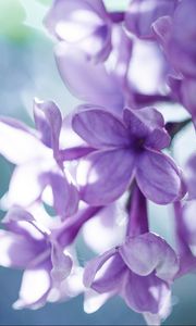 Preview wallpaper lilac, macro, petals, blur