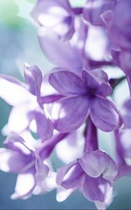 Preview wallpaper lilac, macro, petals, blur