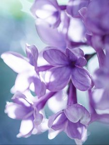 Preview wallpaper lilac, macro, petals, blur