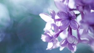 Preview wallpaper lilac, macro, petals, blur