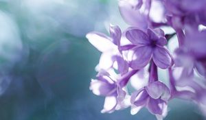 Preview wallpaper lilac, macro, petals, blur