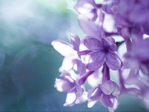 Preview wallpaper lilac, macro, petals, blur