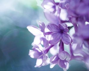 Preview wallpaper lilac, macro, petals, blur