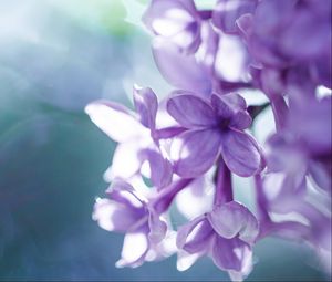 Preview wallpaper lilac, macro, petals, blur