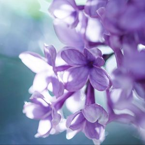 Preview wallpaper lilac, macro, petals, blur