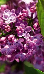 Preview wallpaper lilac, moisture, drops, leaves