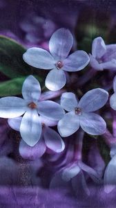 Preview wallpaper lilac, petals, white, reflection