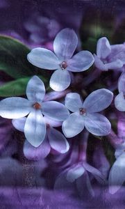 Preview wallpaper lilac, petals, white, reflection