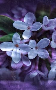 Preview wallpaper lilac, petals, white, reflection