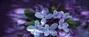 Preview wallpaper lilac, petals, white, reflection