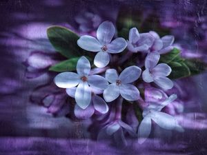 Preview wallpaper lilac, petals, white, reflection