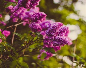 Preview wallpaper lilac, twigs, flowers, blur