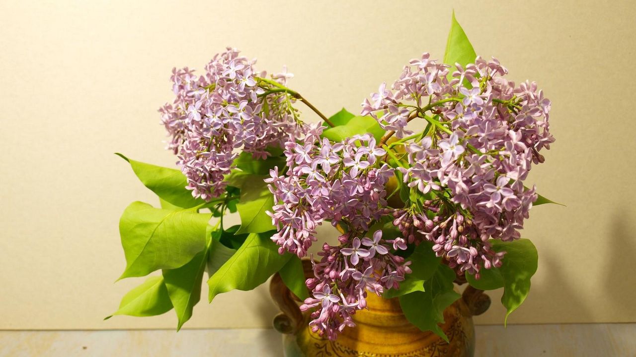 Wallpaper lilac, vase, spring, branch, bunch