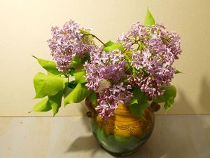 Preview wallpaper lilac, vase, spring, branch, bunch