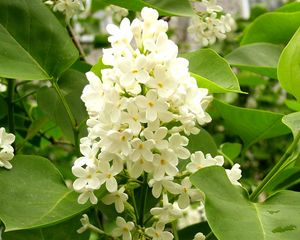 Preview wallpaper lilac, white, flower, leaves, mood