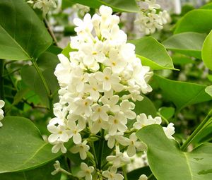 Preview wallpaper lilac, white, flower, leaves, mood