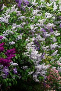 Preview wallpaper lilacs, bloom, different, greens, shrubs