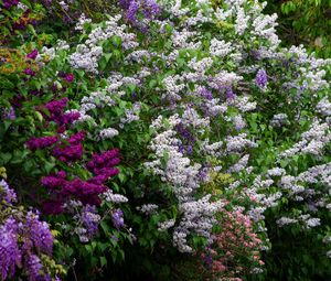 Preview wallpaper lilacs, bloom, different, greens, shrubs