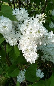 Preview wallpaper lilacs, bloom, snow-white, green, twigs, spring