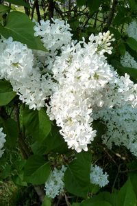 Preview wallpaper lilacs, bloom, snow-white, green, twigs, spring