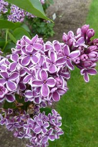 Preview wallpaper lilacs, bloom, spring, branches, leaves, close-up