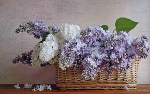 Preview wallpaper lilacs, bloom, spring, flower, basket, poetry