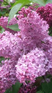 Preview wallpaper lilacs, bloom, spring, shrub