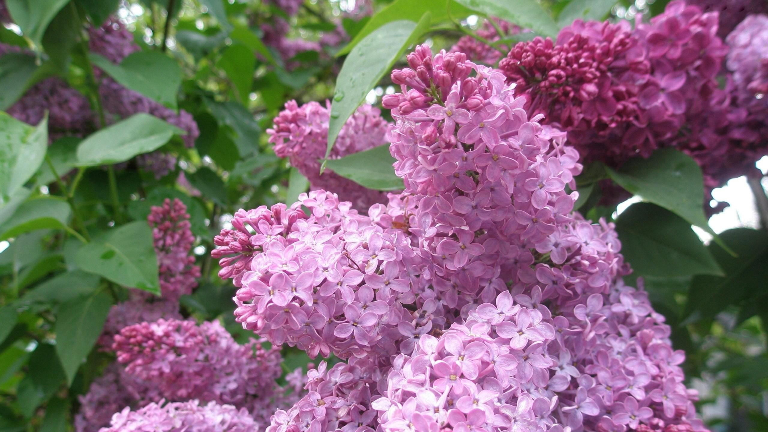 Download wallpaper 2560x1440 lilacs, bloom, spring, shrub widescreen 16 ...