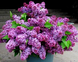 Preview wallpaper lilacs, bouquet, bucket, leaves, spring