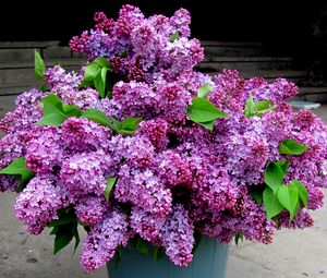 Preview wallpaper lilacs, bouquet, bucket, leaves, spring