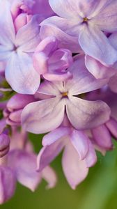 Preview wallpaper lilacs, flowers, lilac