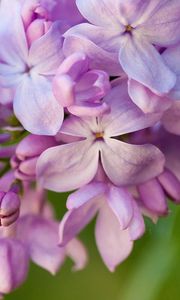 Preview wallpaper lilacs, flowers, lilac