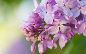 Preview wallpaper lilacs, flowers, lilac