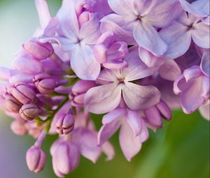 Preview wallpaper lilacs, flowers, lilac