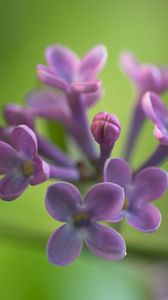 Preview wallpaper lilacs, grass, reflections, petals