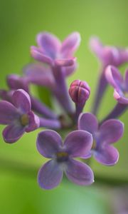 Preview wallpaper lilacs, grass, reflections, petals