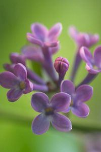 Preview wallpaper lilacs, grass, reflections, petals