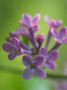 Preview wallpaper lilacs, grass, reflections, petals