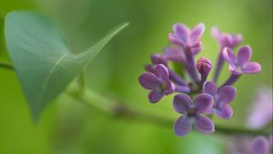 Preview wallpaper lilacs, grass, reflections, petals