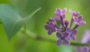 Preview wallpaper lilacs, grass, reflections, petals