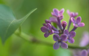 Preview wallpaper lilacs, grass, reflections, petals